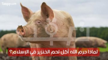 حرم الله أكل لحم الخنزير في الإسلام | تعقب